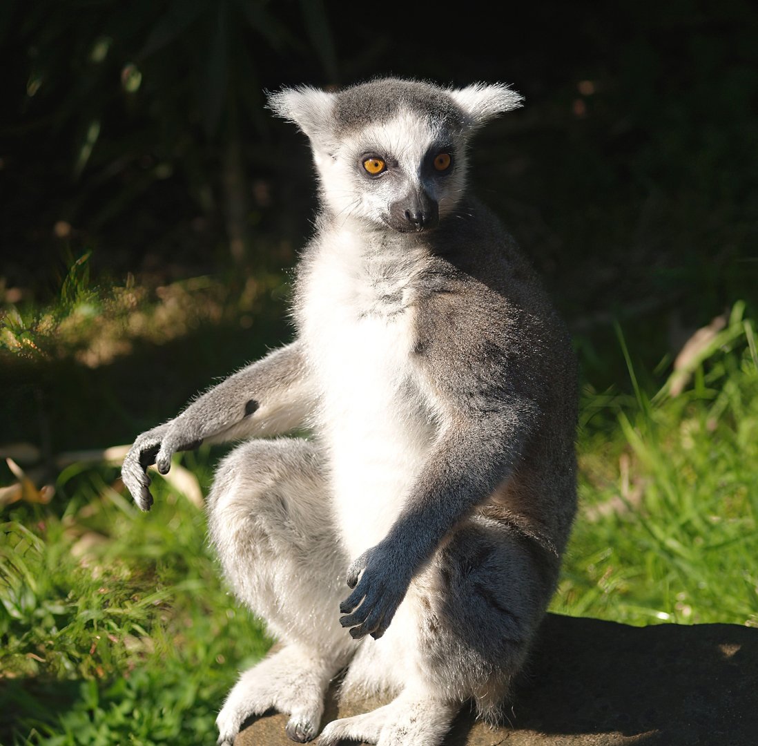 Ring-tailed lemur (Lemur catta), 2007-04-01
