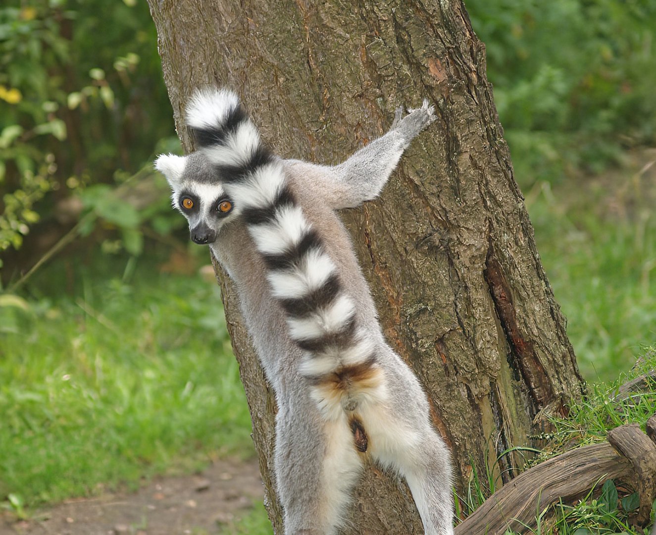 Ring-tailed lemur (Lemur catta), 2007-09-16