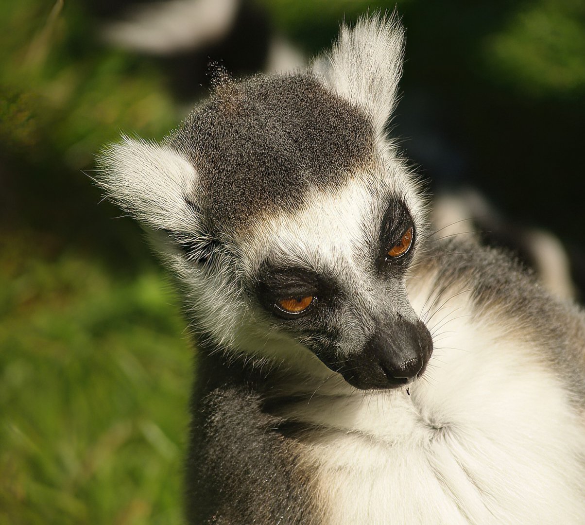 Ring-tailed lemur (Lemur catta), 2007-09-16