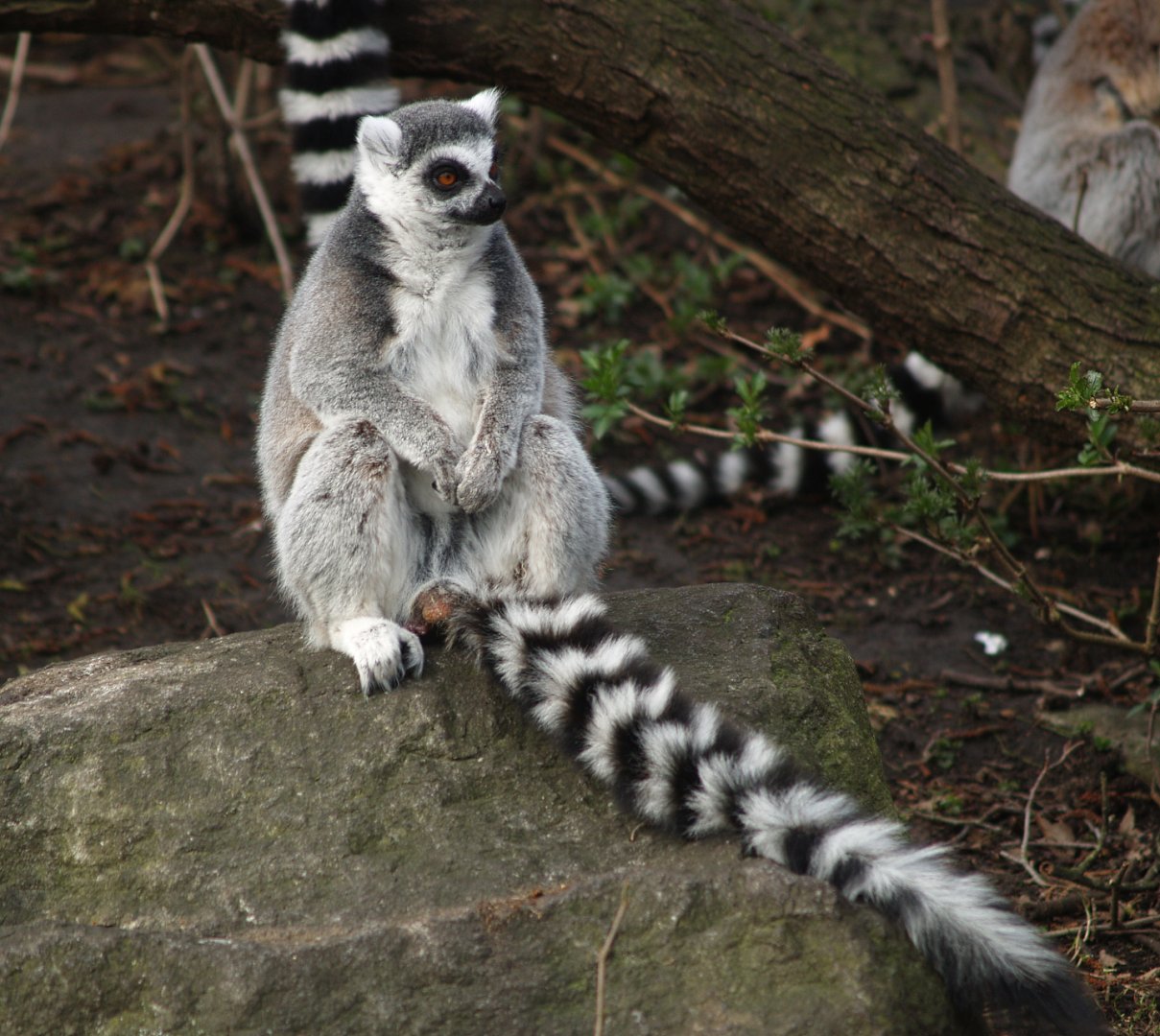 Ring-tailed lemur (Lemur catta), 2008-03-01
