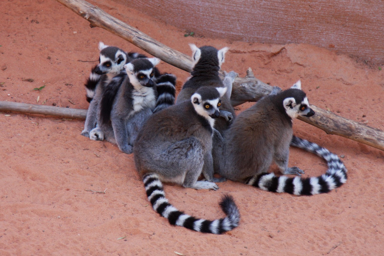 ring-tailed lemur (Lemur catta) 2013