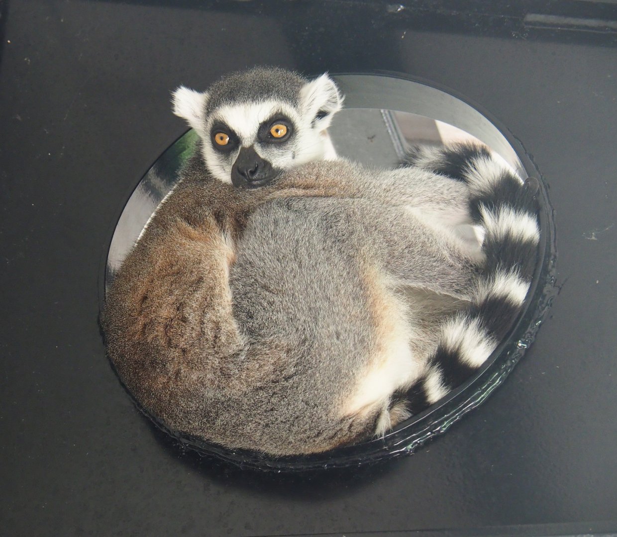 Ring-tailed lemur (Lemur catta), 2019-07-23