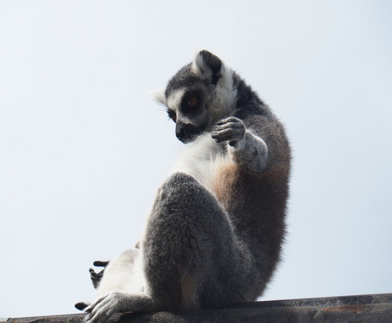 Ring-tailed lemur (Lemur catta), 2019-08-11
