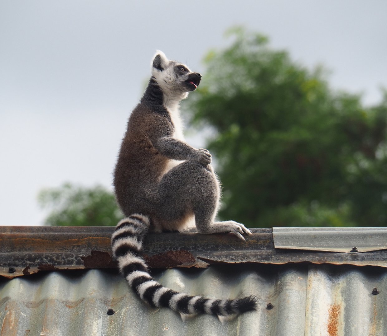 Ring-tailed lemur (Lemur catta), 2019-08-11