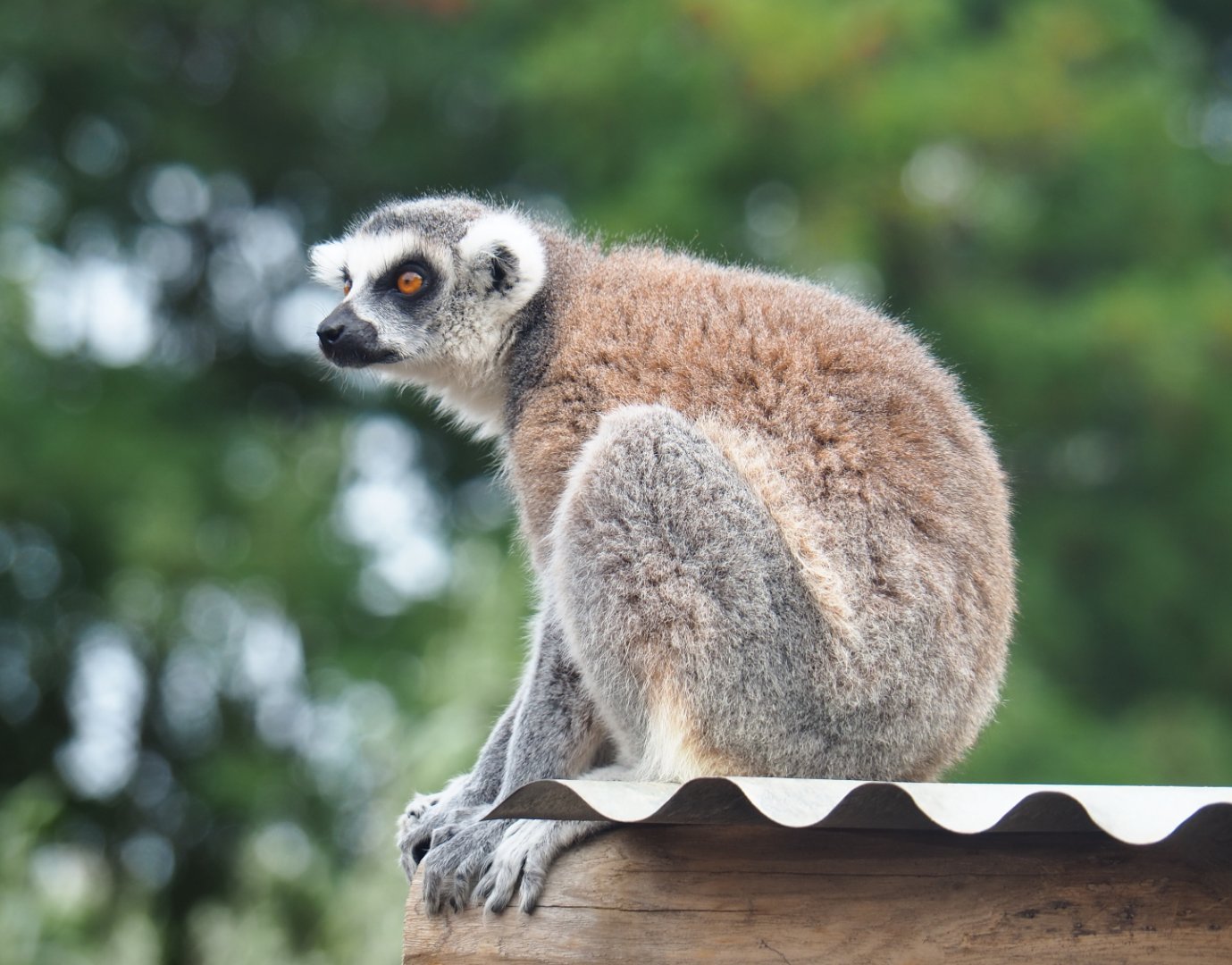 Ring-tailed lemur (Lemur catta), 2019-08-11