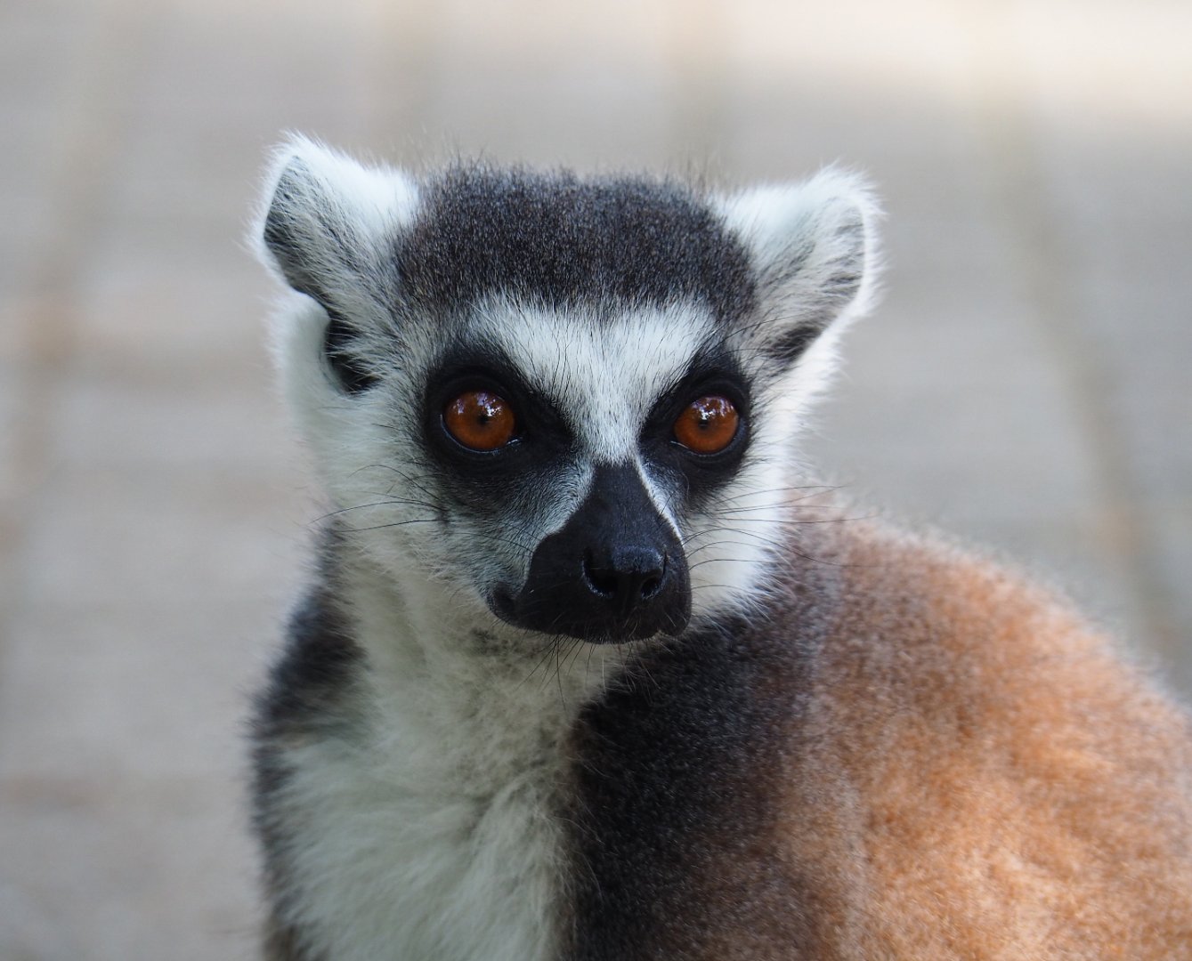 Ring-tailed lemur (Lemur catta), 2019-09-15