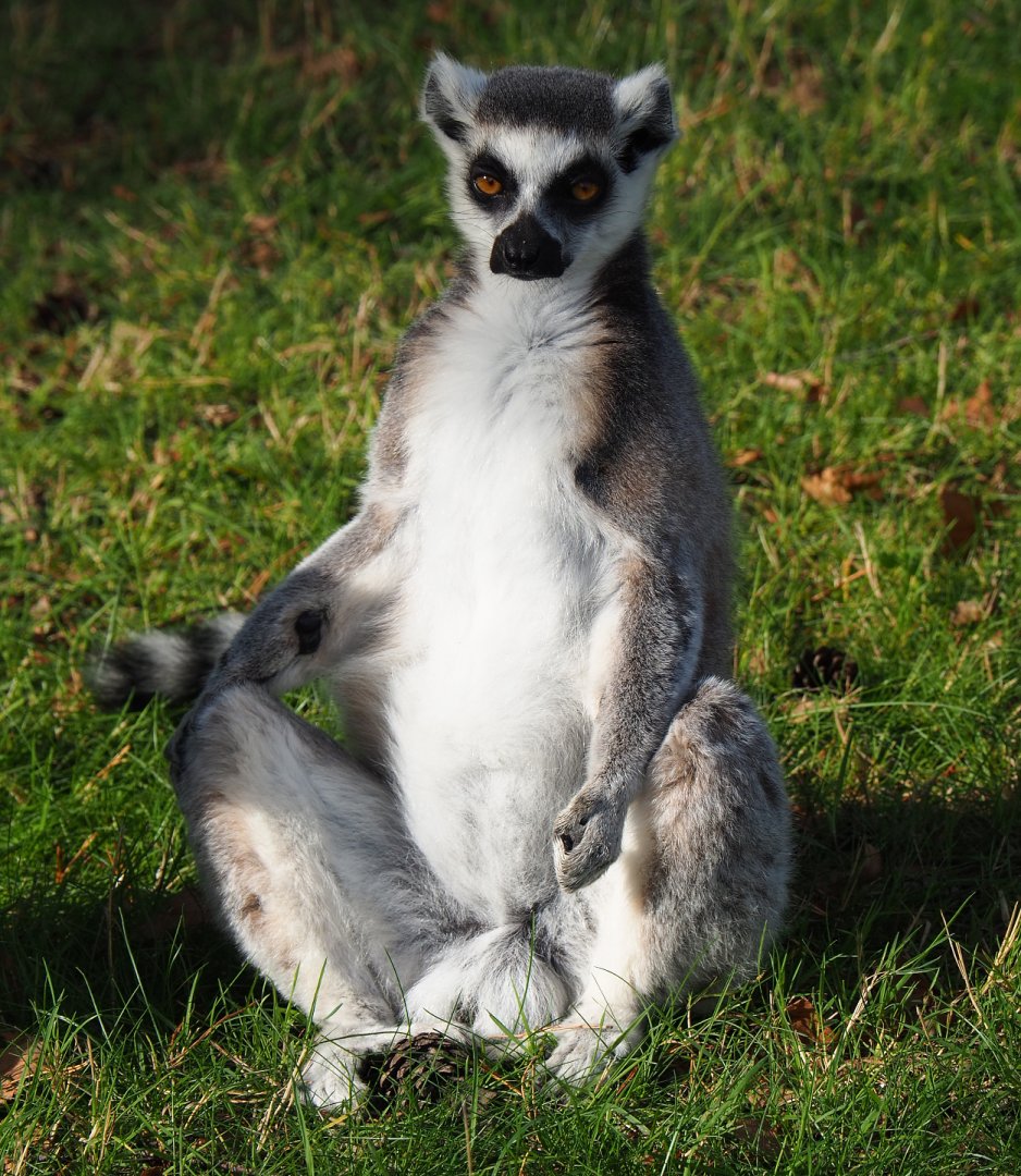 Ring-tailed lemur (Lemur catta), 2019-09-15