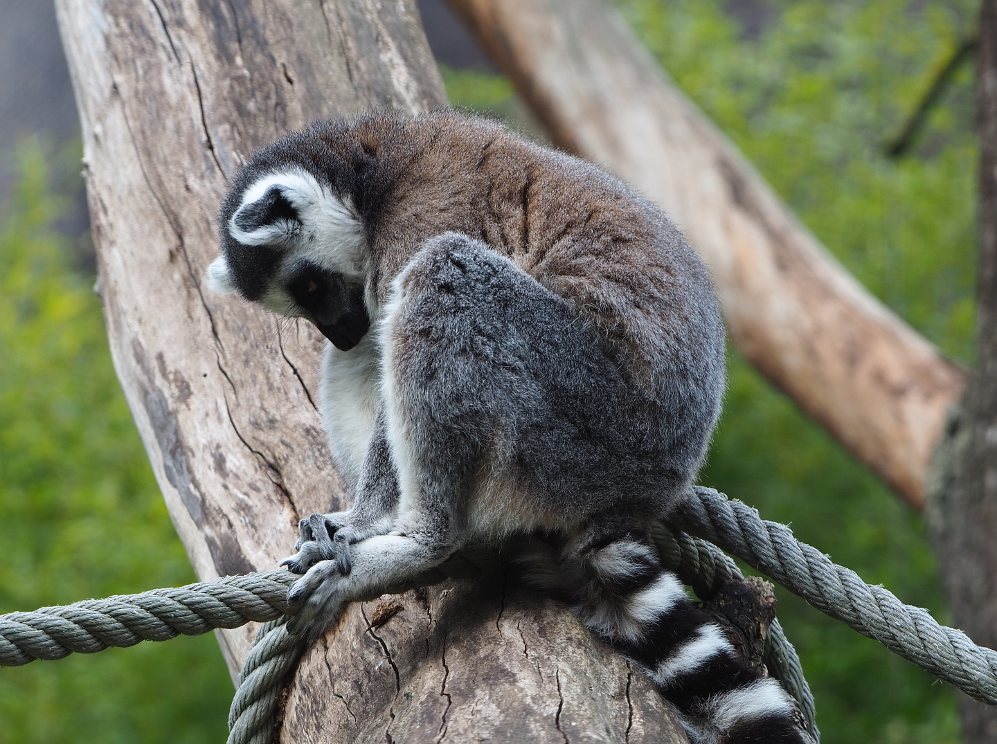 Ring-tailed lemur (Lemur catta), 2020-05-23