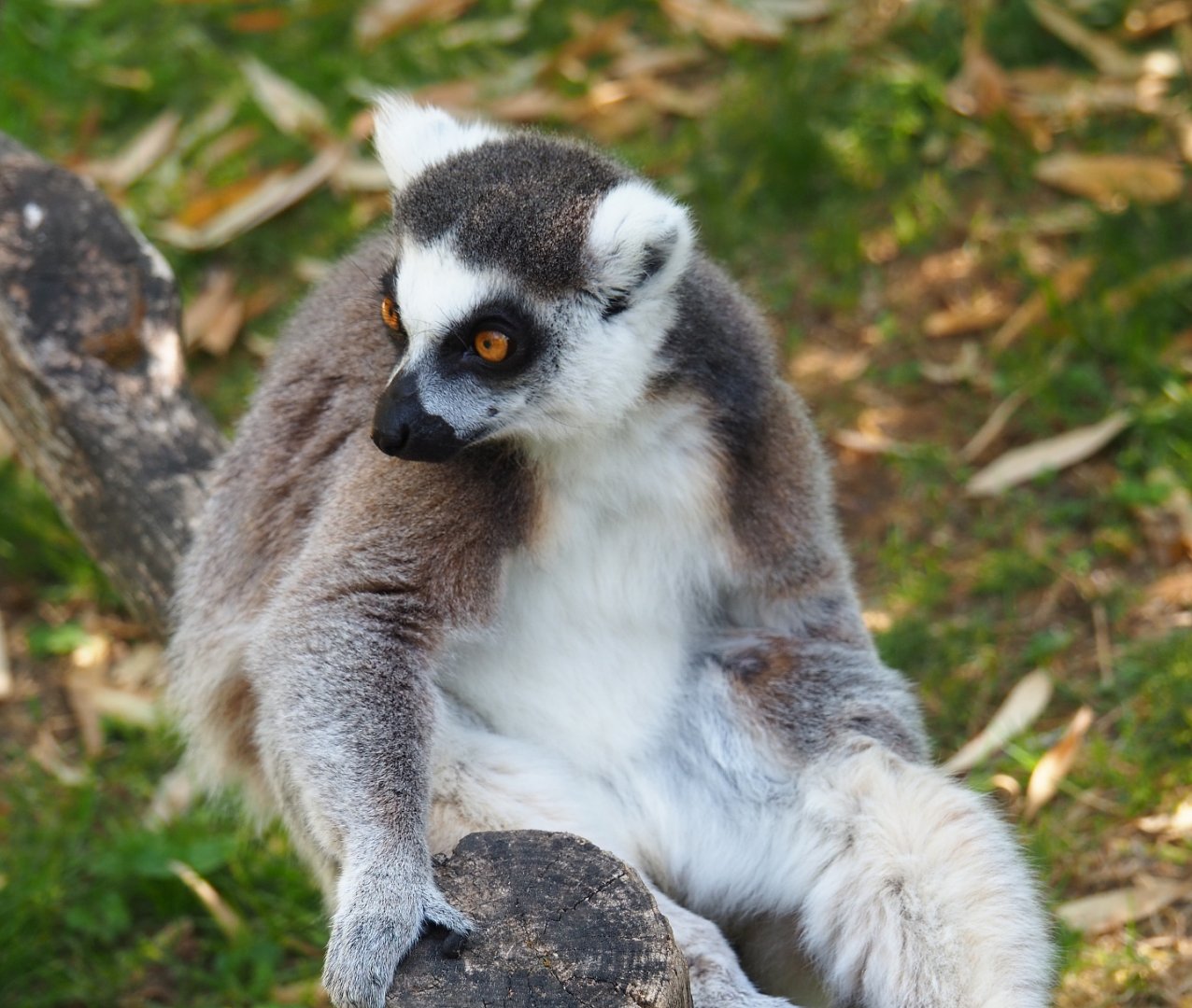 Ring-tailed lemur (Lemur catta), 2020-06-12