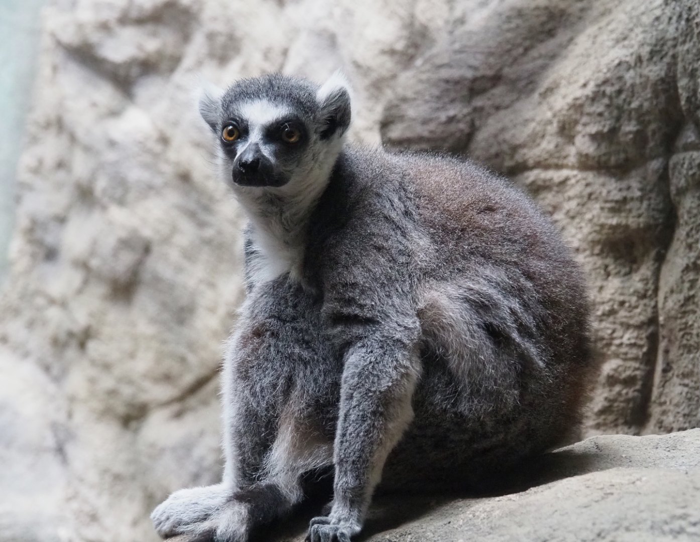 Ring-tailed lemur (Lemur catta), 2020-06-28
