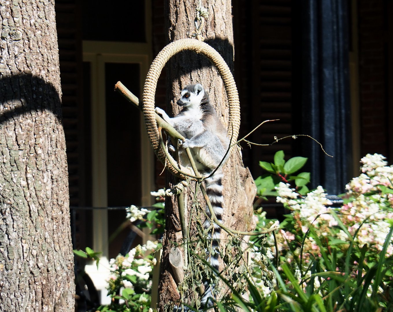 Ring-tailed lemur (Lemur catta), 2020-07-21