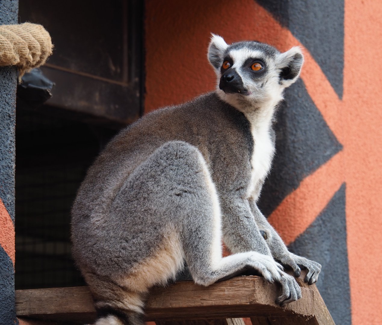Ring-tailed lemur (Lemur catta), 2020-09-02