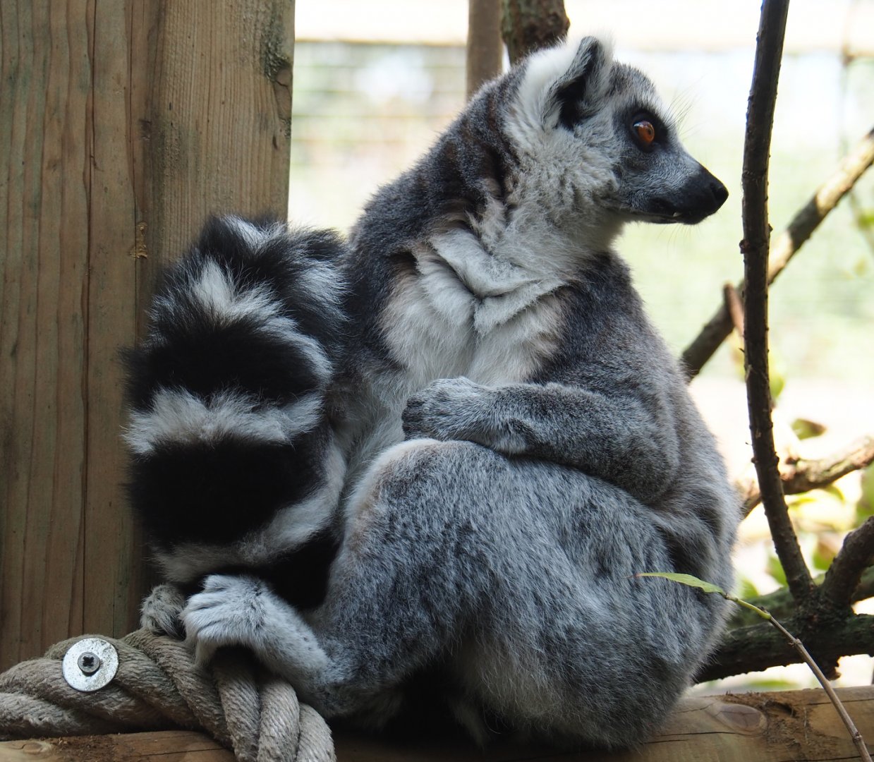 Ring-tailed lemur (Lemur catta), 2020-09-12