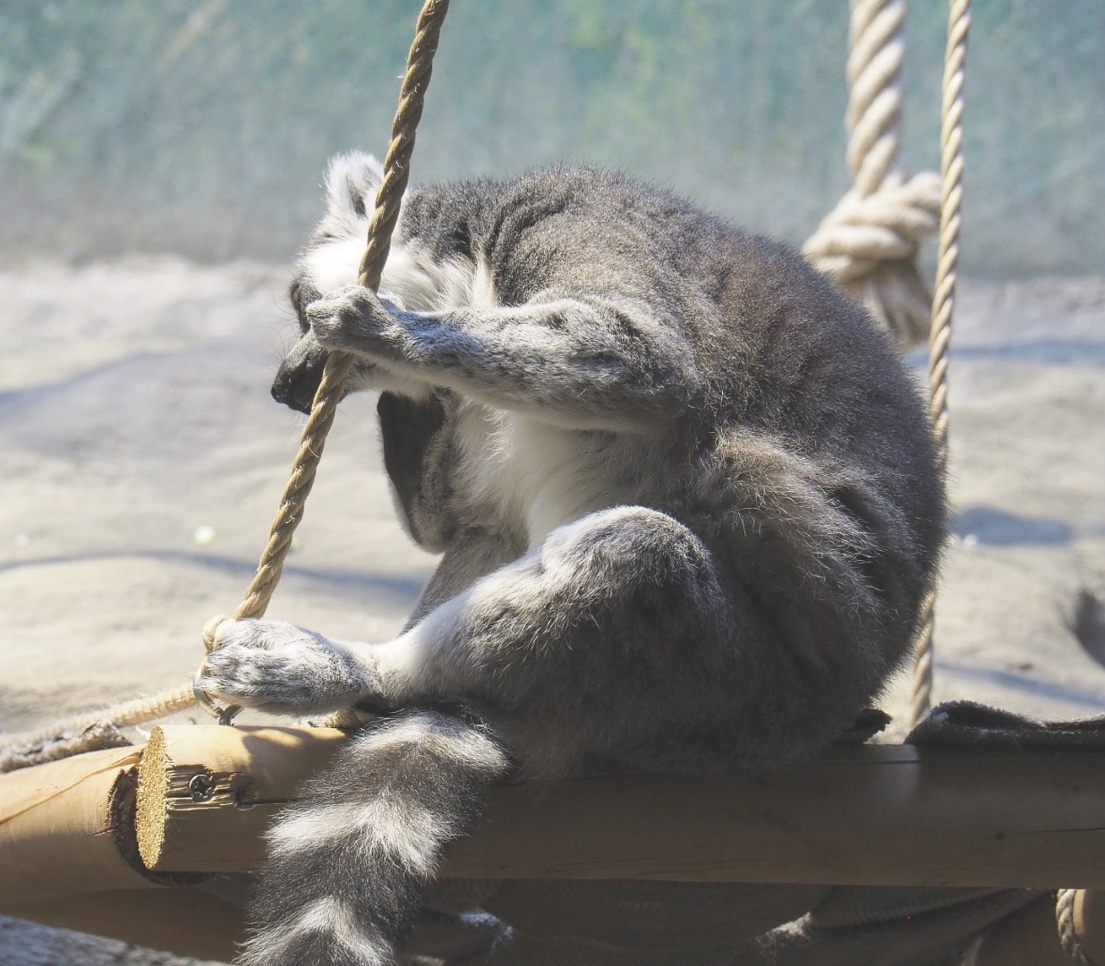 Ring-tailed lemur (Lemur catta), 2021-06-12