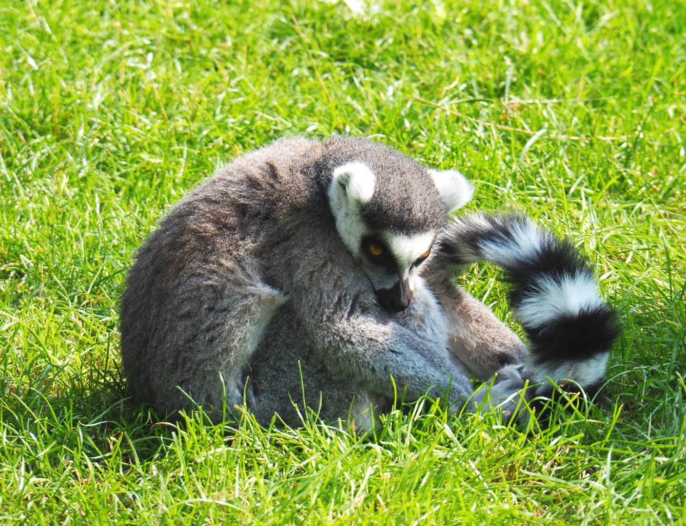 Ring-tailed lemur (Lemur catta), 2021-07-20