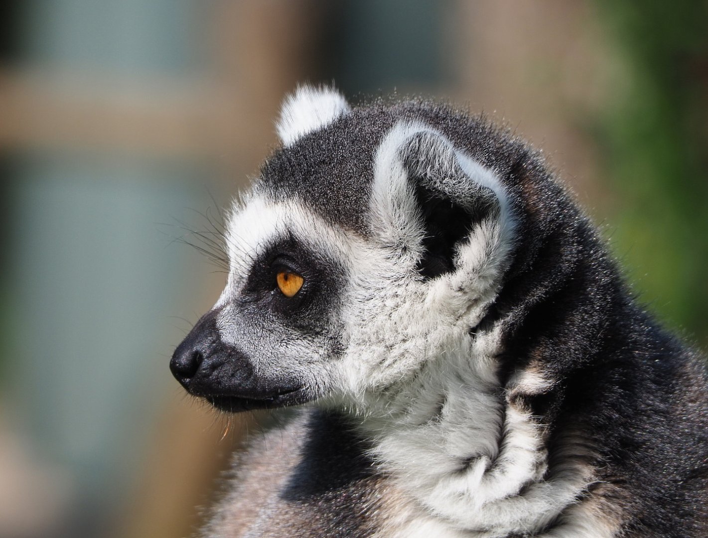 Ring-tailed lemur (Lemur catta), 2021-07-20