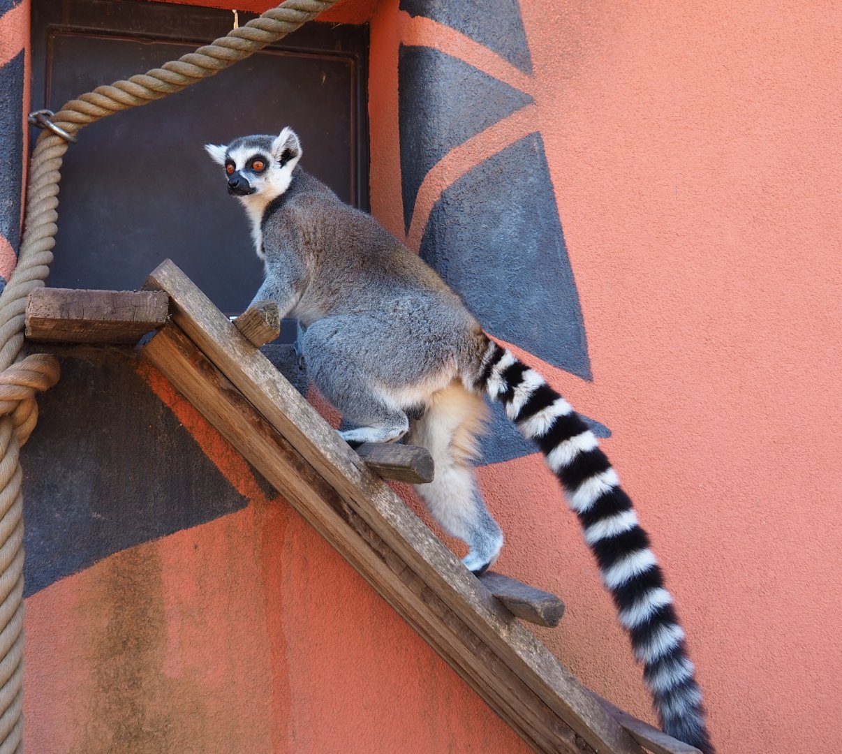 Ring-tailed lemur (Lemur catta), 2021-09-02
