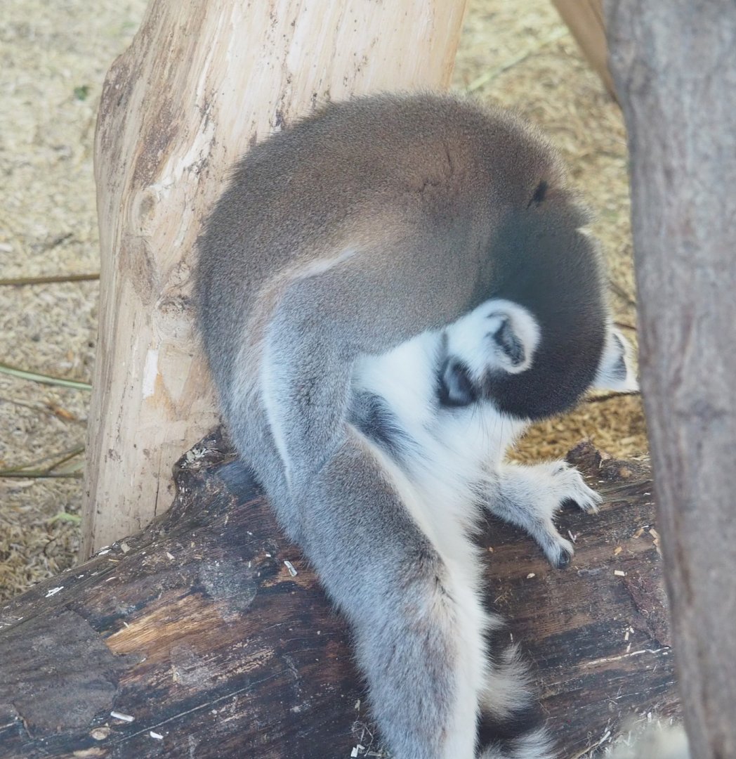 Ring-tailed lemur (Lemur catta), 2021-12-22