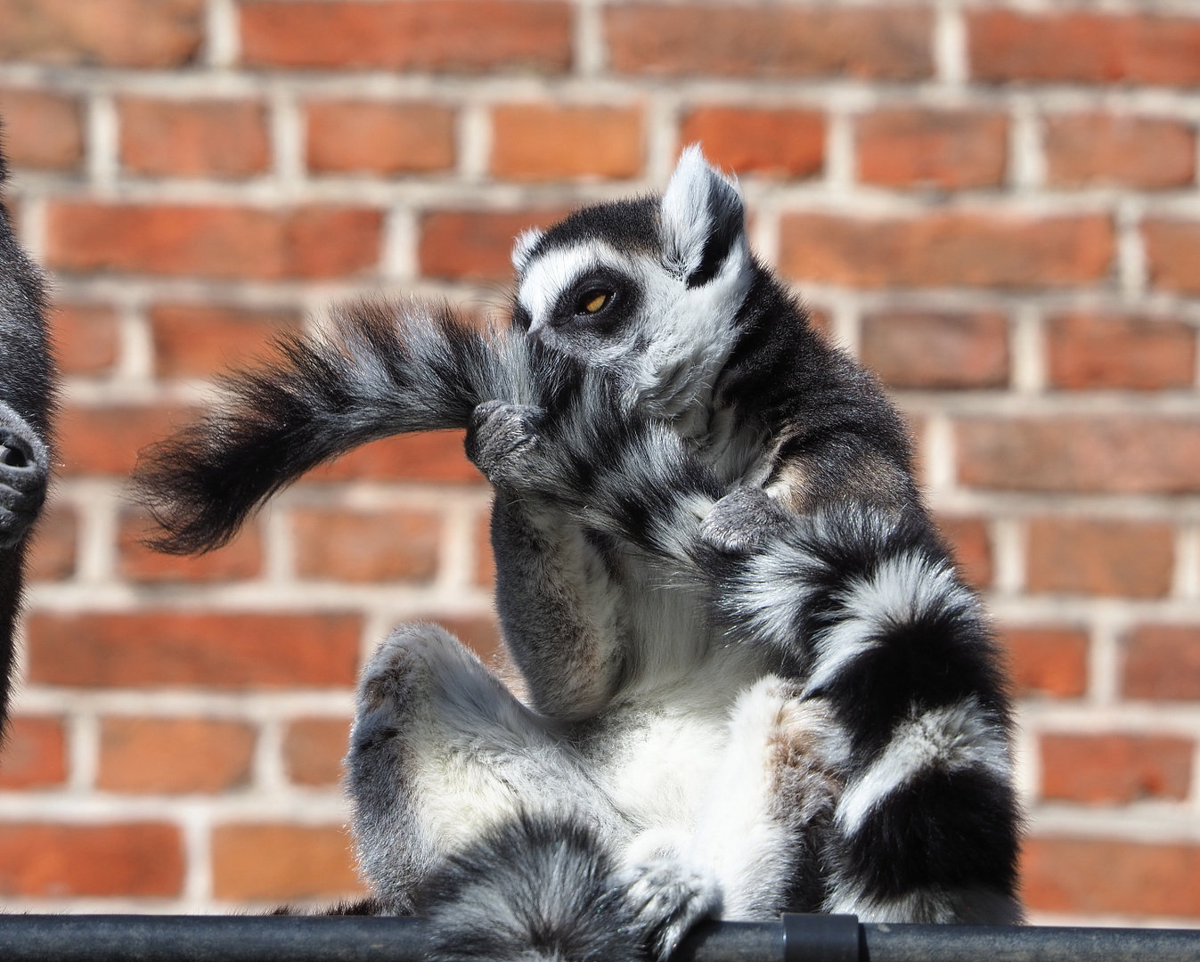 Ring-tailed lemur (Lemur catta), 2022-04-12