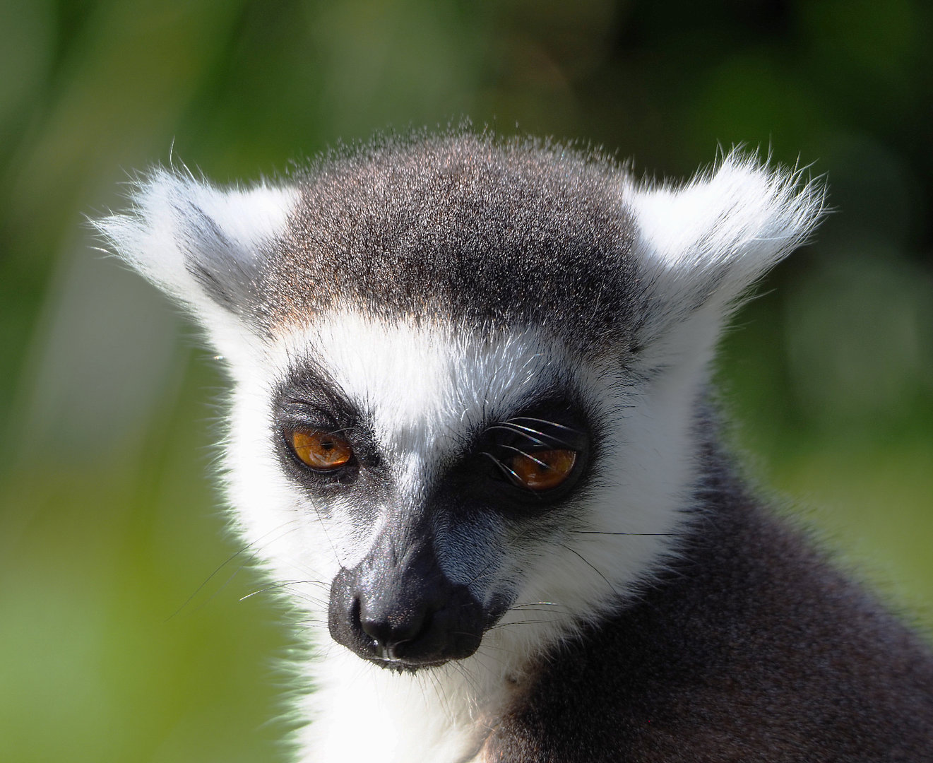 Ring-tailed lemur (Lemur catta), 2022-04-12