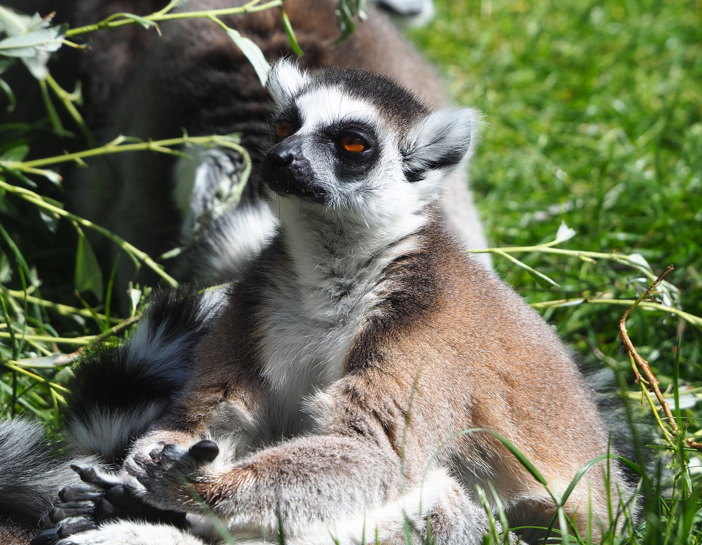 Ring-tailed lemur (Lemur catta), 2022-05-28