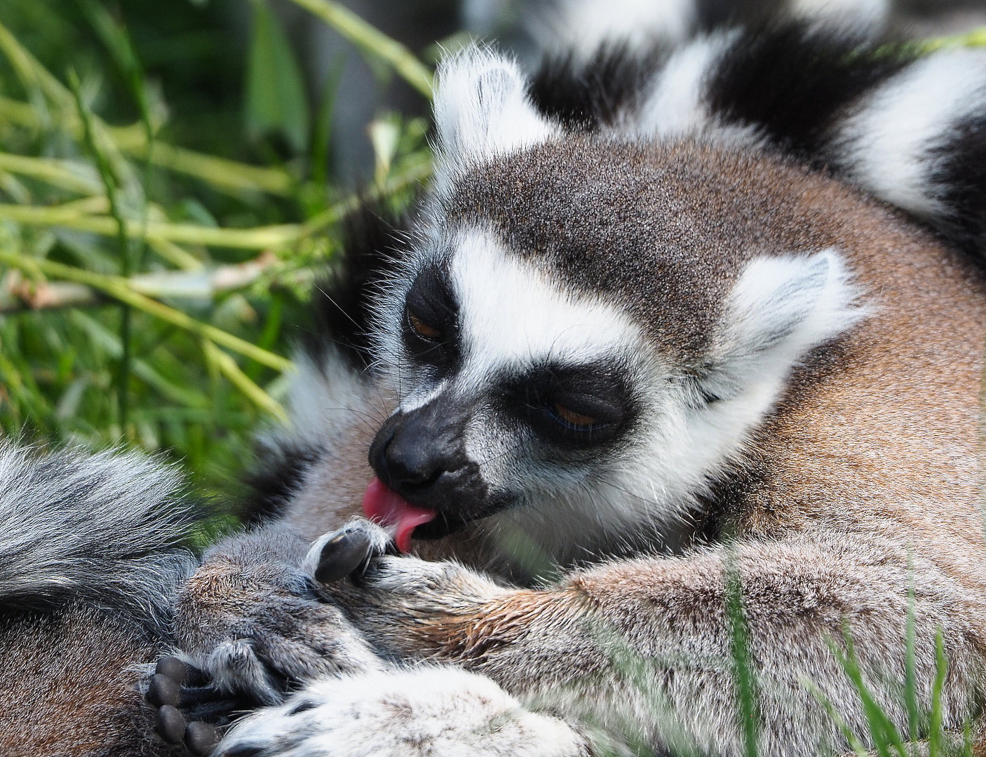 Ring-tailed lemur (Lemur catta), 2022-05-28