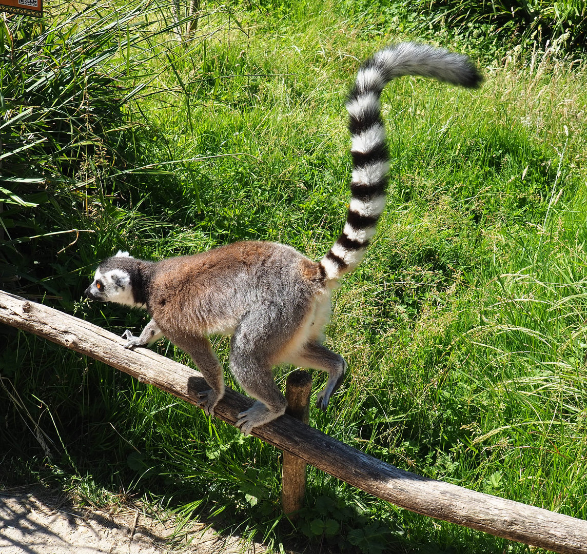 Ring-tailed lemur (Lemur catta), 2022-06-15