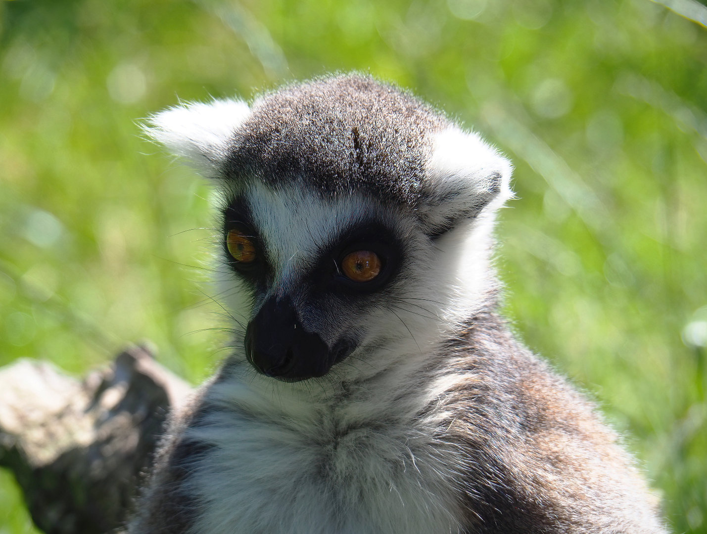 Ring-tailed lemur (Lemur catta), 2022-06-15