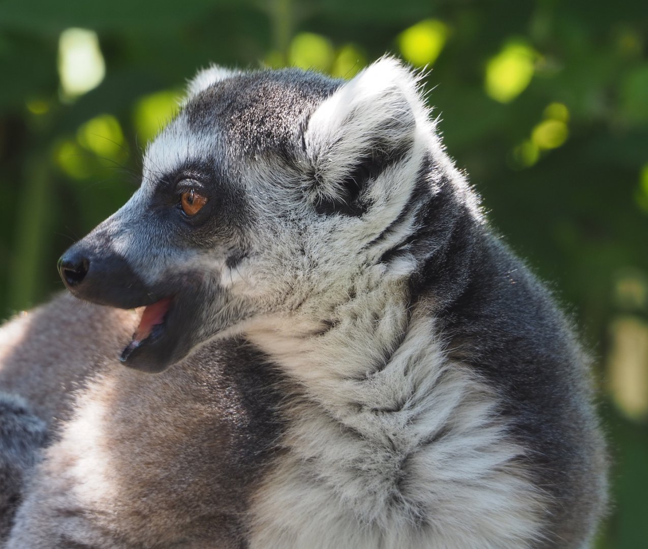 Ring-tailed lemur (Lemur catta), 2022-06-28