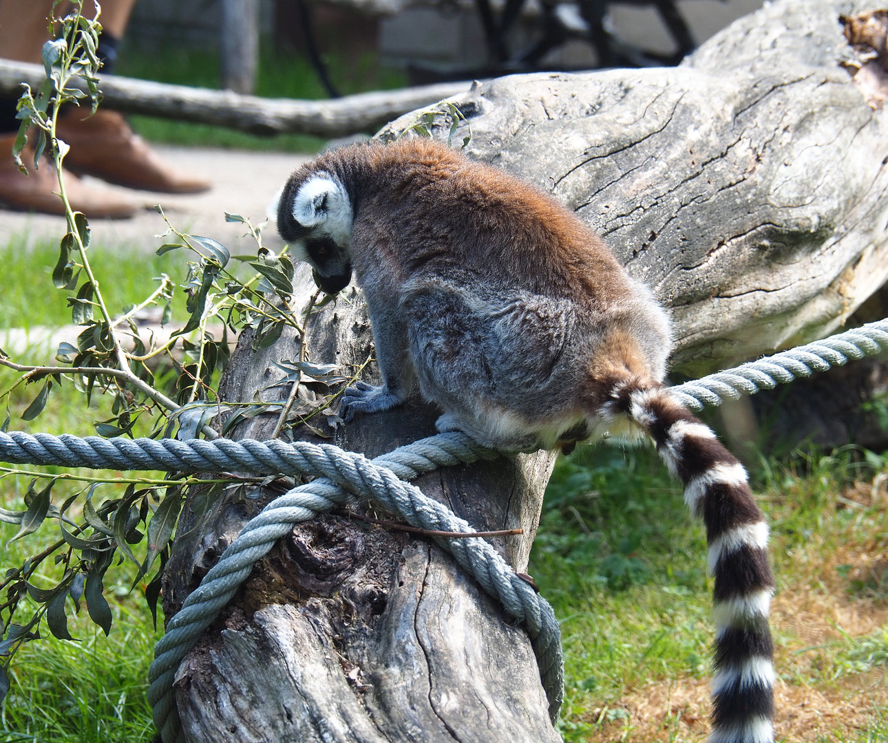 Ring-tailed lemur (Lemur catta), 2022-07-03