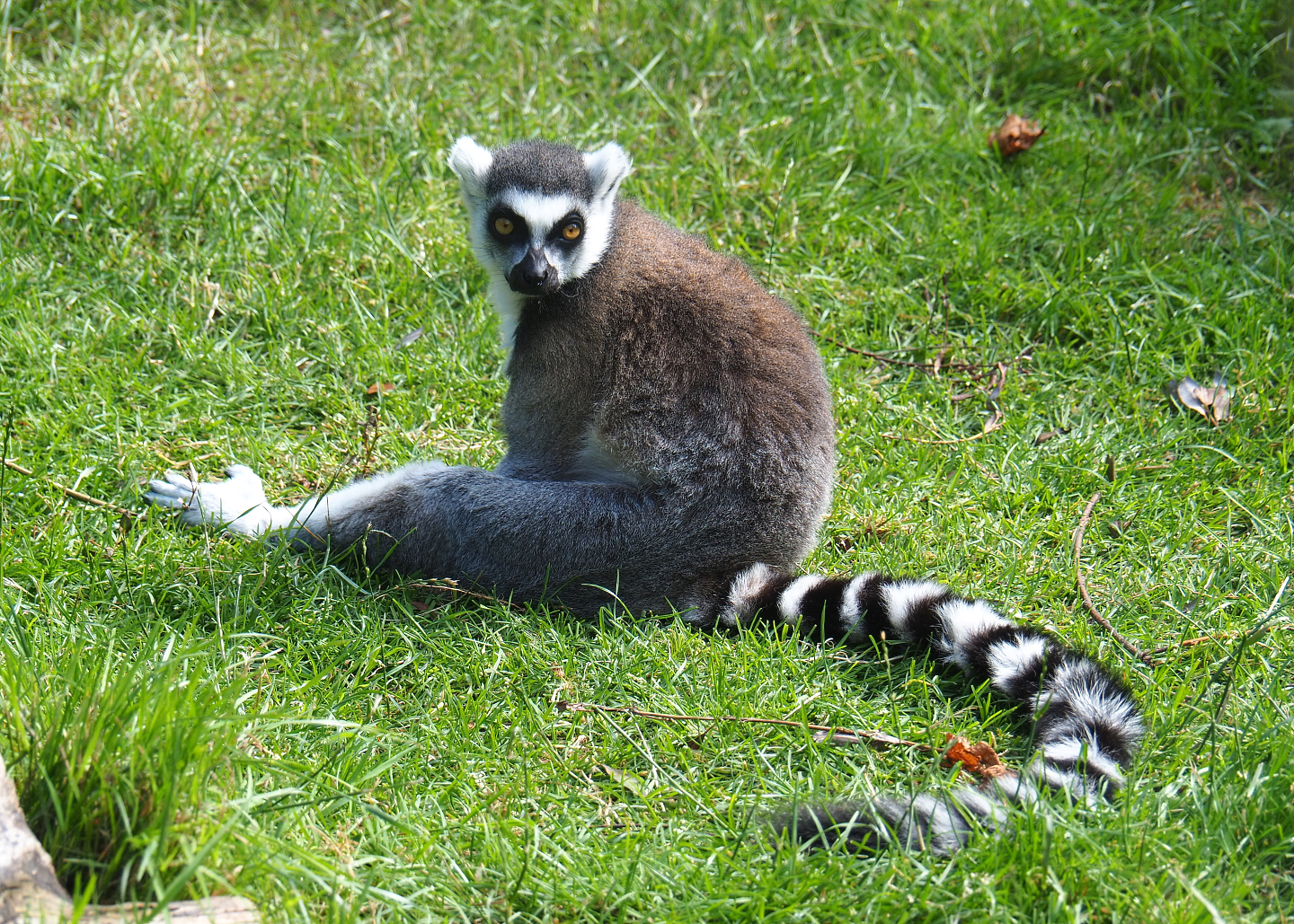 Ring-tailed lemur (Lemur catta), 2022-07-03