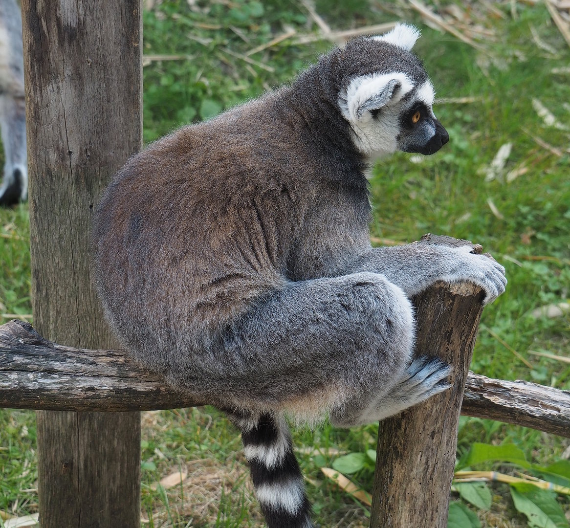 Ring-tailed lemur (Lemur catta), 2022-07-16