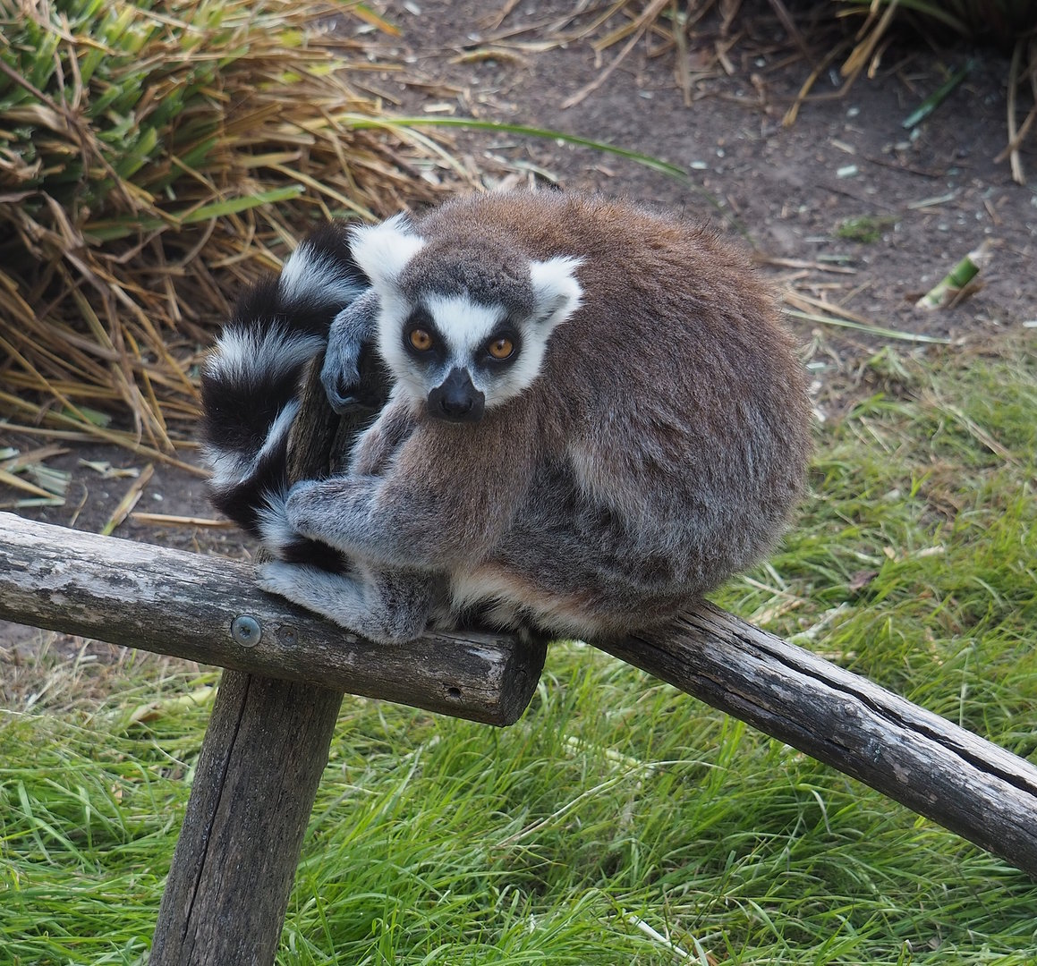 Ring-tailed lemur (Lemur catta), 2022-07-16