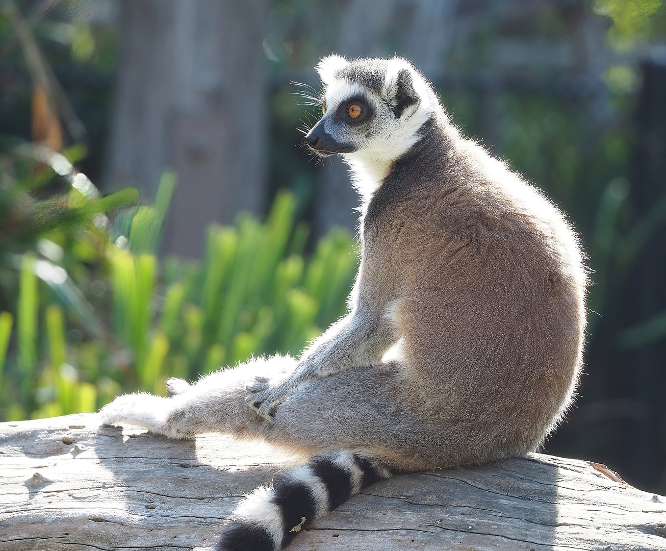 Ring-tailed lemur (Lemur catta), 2022-08-07