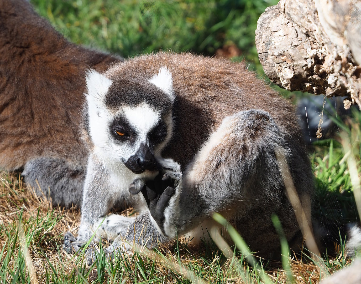 Ring-tailed lemur (Lemur catta), 2022-08-07