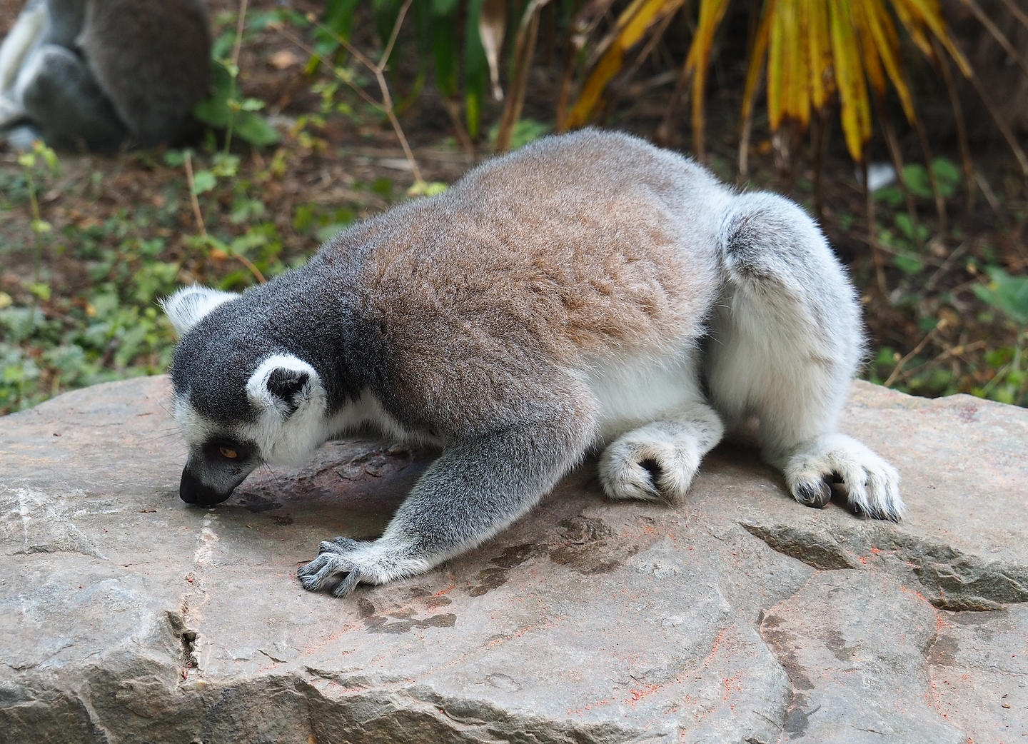 Ring-tailed lemur (Lemur catta), 2022-08-28