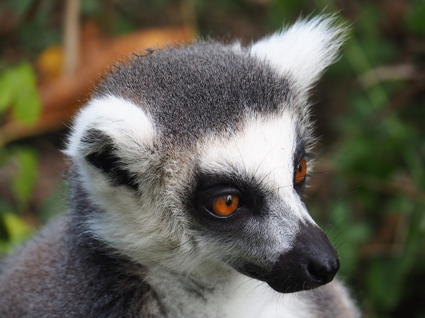 Ring-tailed lemur (Lemur catta), 2022-08-28
