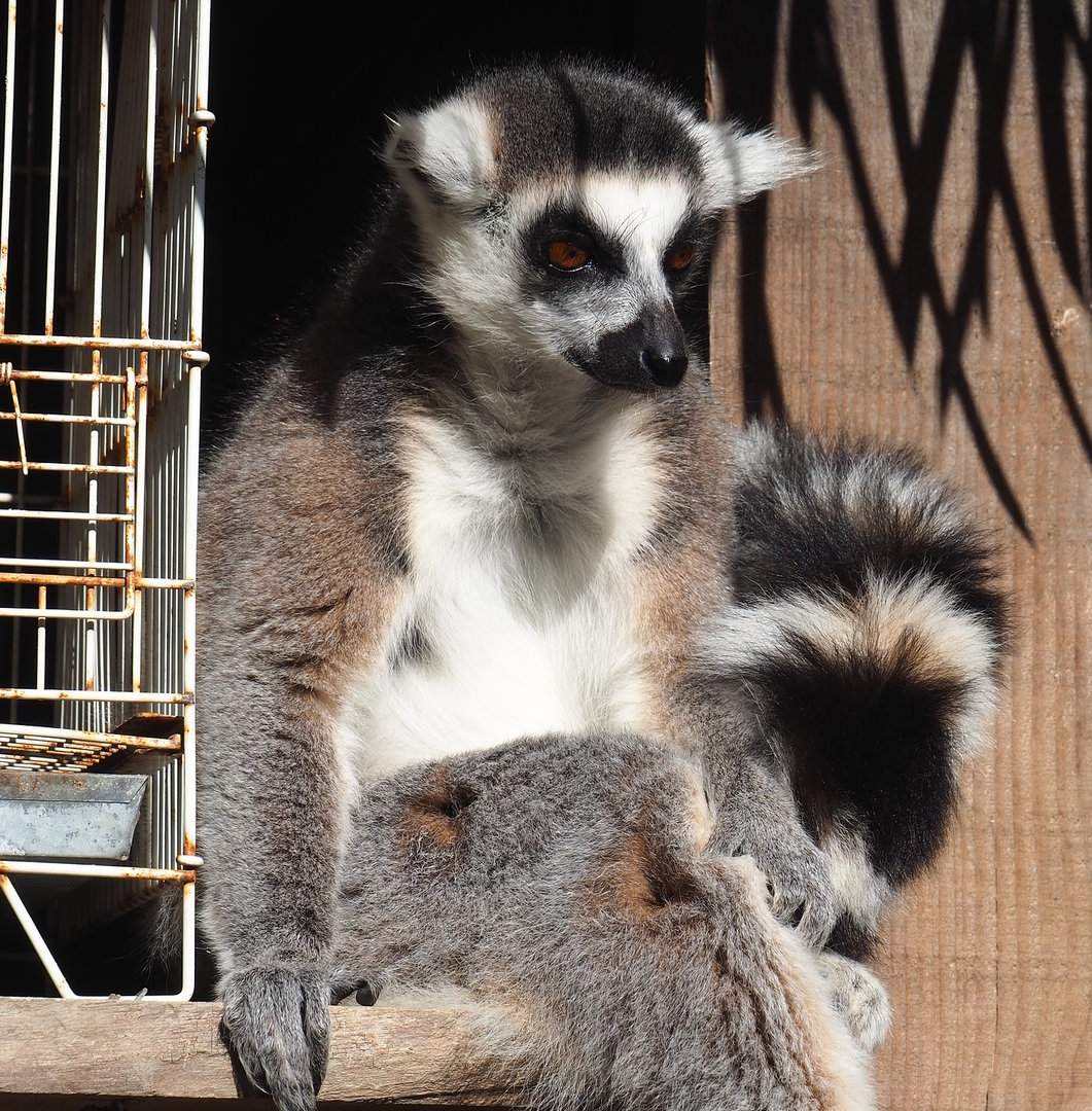 Ring-tailed lemur (Lemur catta), 2022-10-09