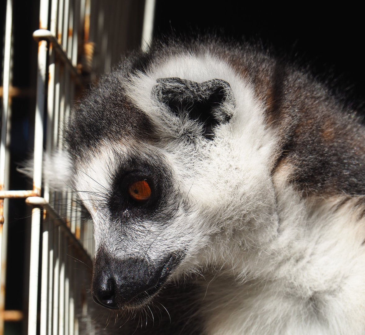 Ring-tailed lemur (Lemur catta), 2022-10-09