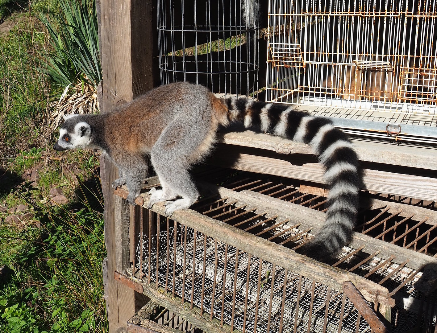 Ring-tailed lemur (Lemur catta), 2022-10-09