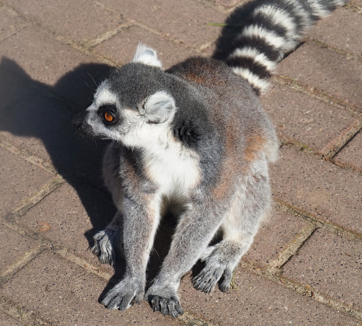 Ring-tailed lemur (Lemur catta), 2023-04-30