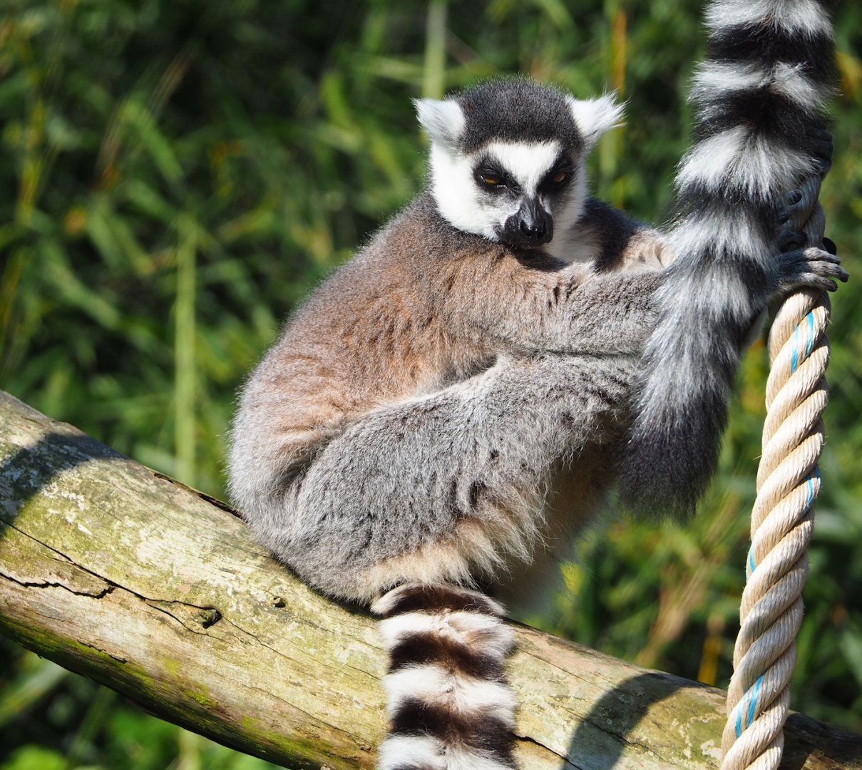 Ring-tailed lemur (Lemur catta), 2023-05-13