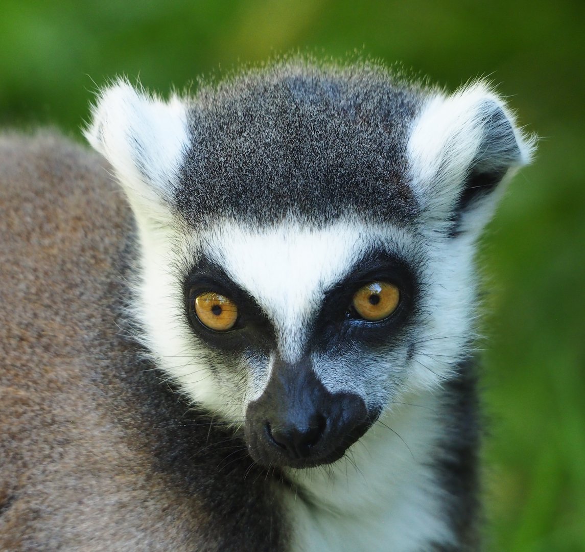 Ring-tailed lemur (Lemur catta), 2023-06-04