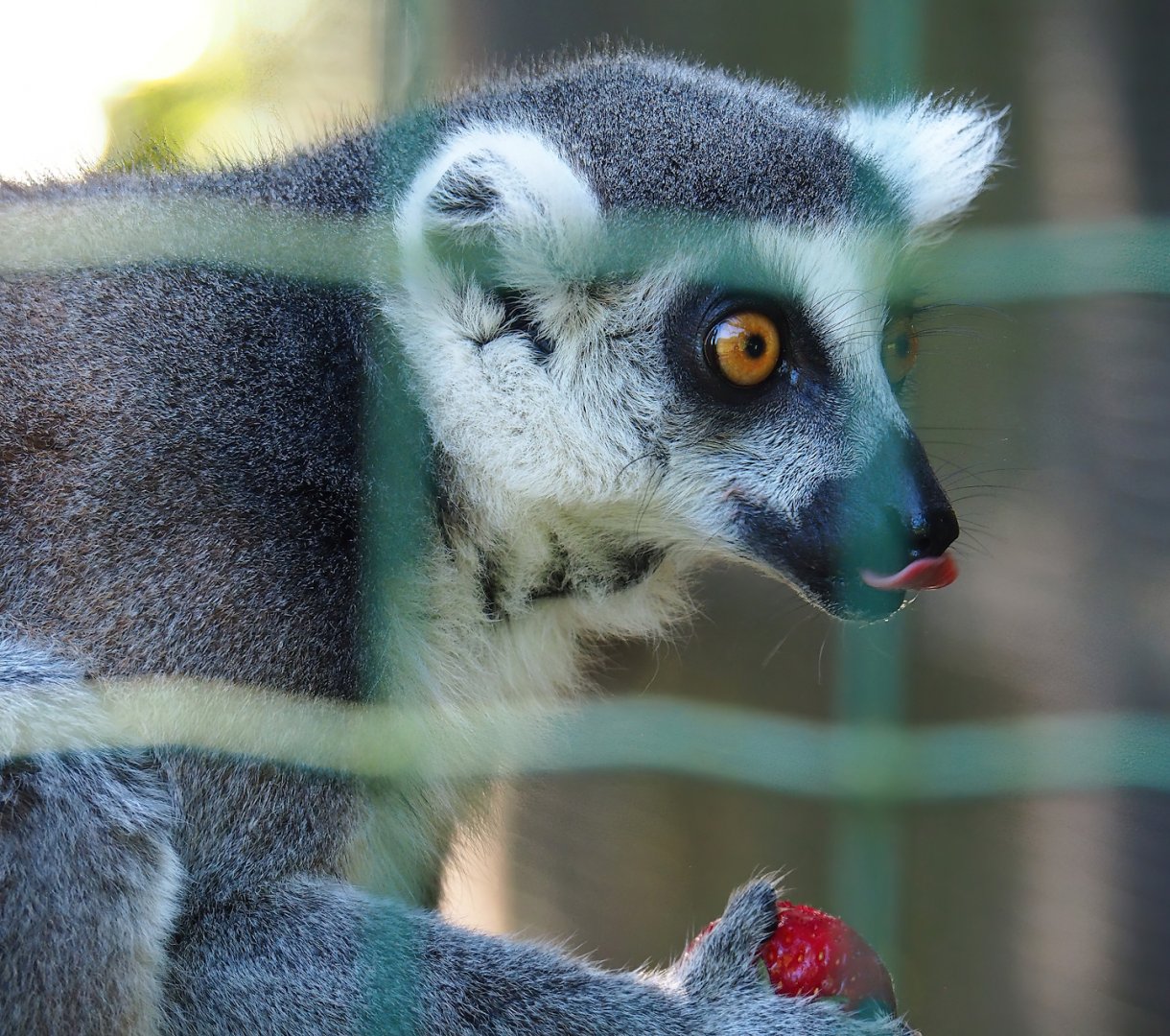 Ring-tailed lemur (Lemur catta), 2023-06-24