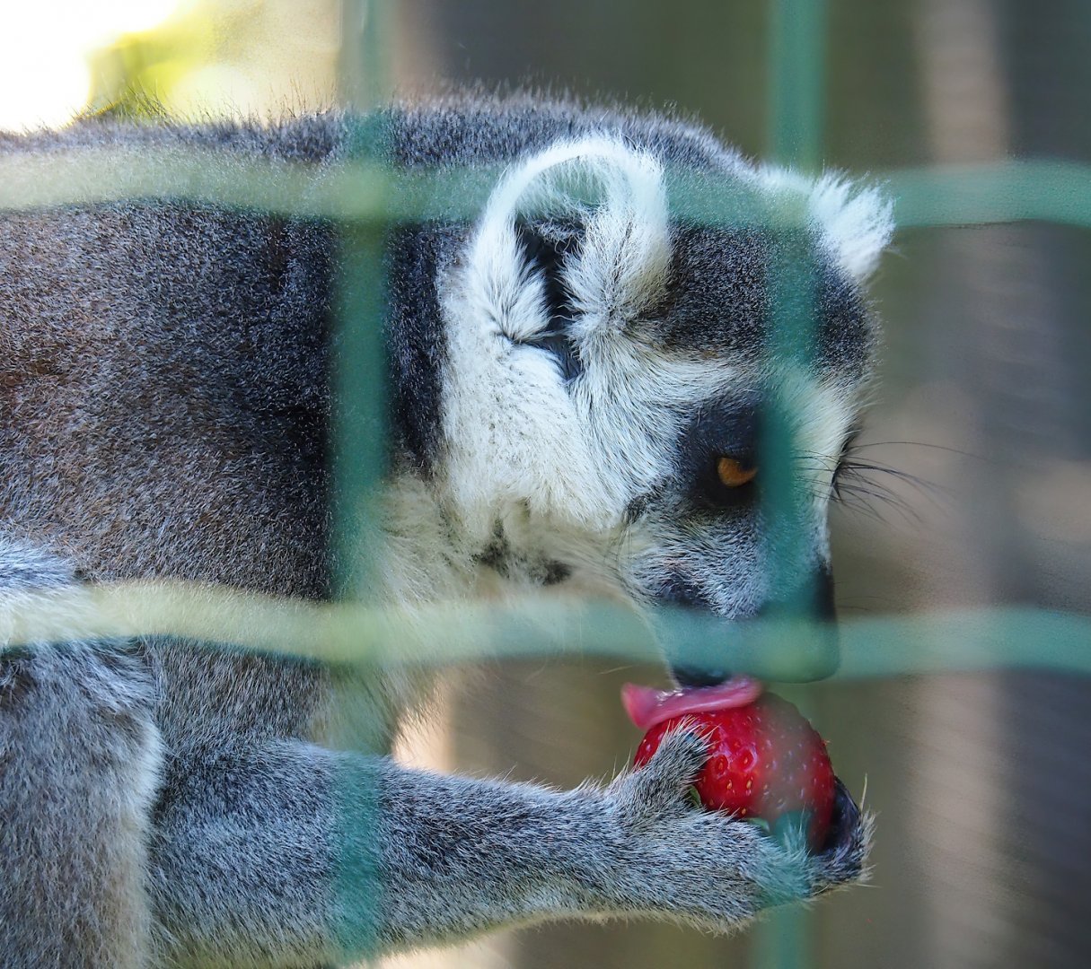 Ring-tailed lemur (Lemur catta), 2023-06-24