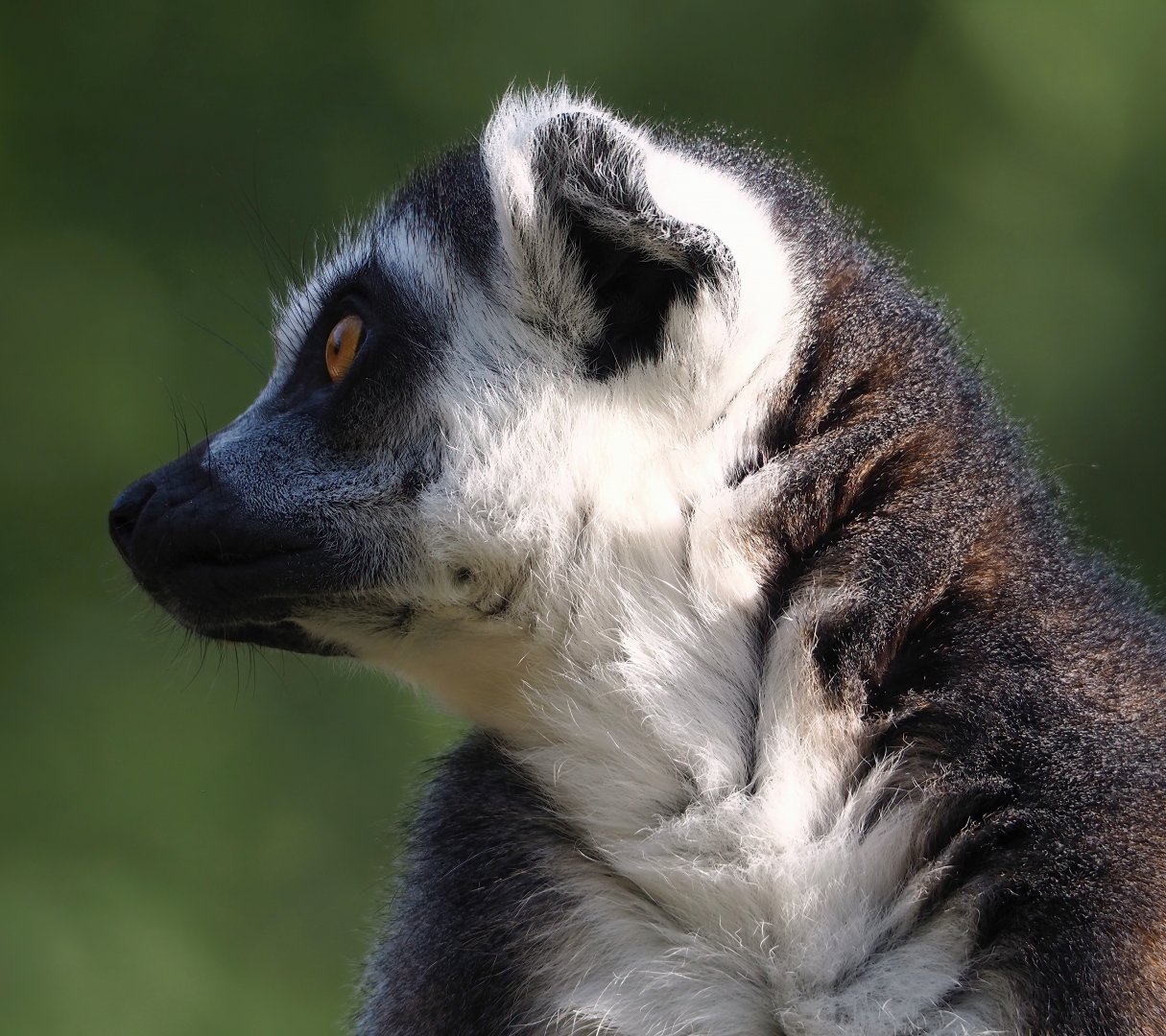 Ring-tailed lemur (Lemur catta), 2023-09-19