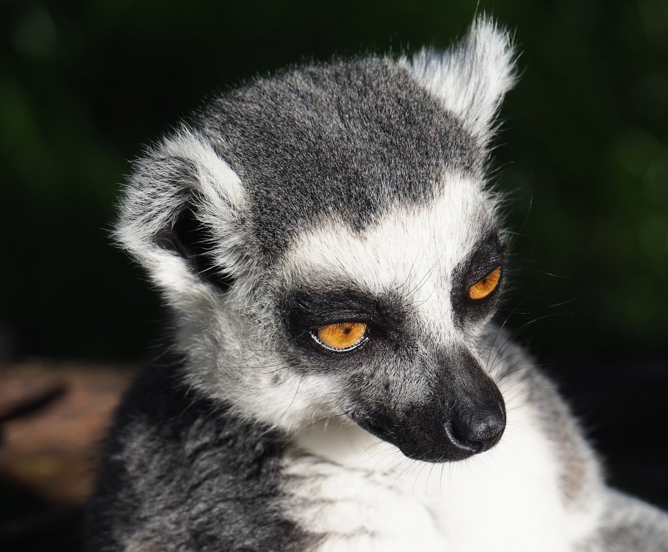 Ring-tailed lemur (Lemur catta), 2023-09-24