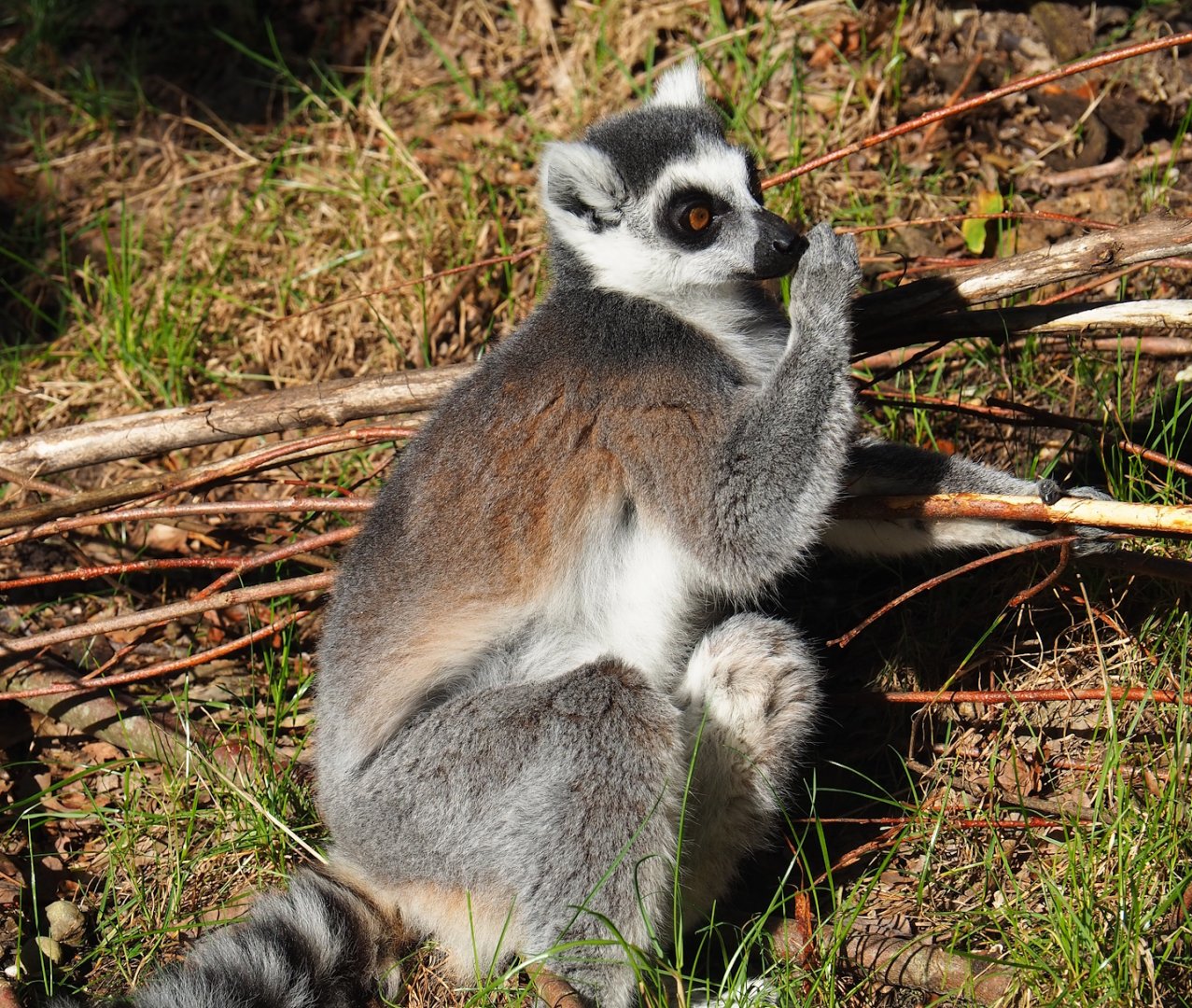 Ring-tailed lemur (Lemur catta), 2023-09-24
