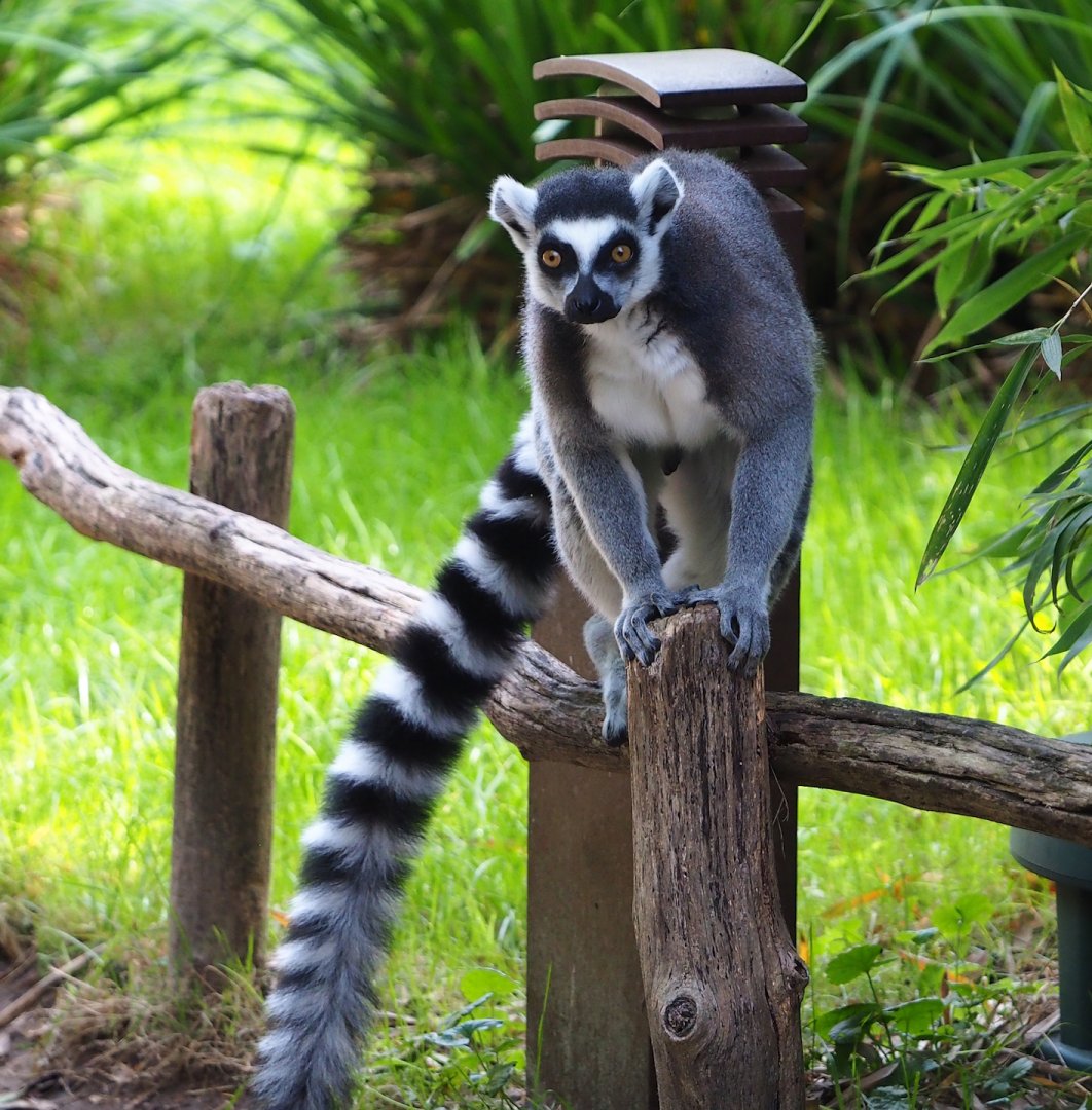 Ring-tailed lemur (Lemur catta), 2023-10-04