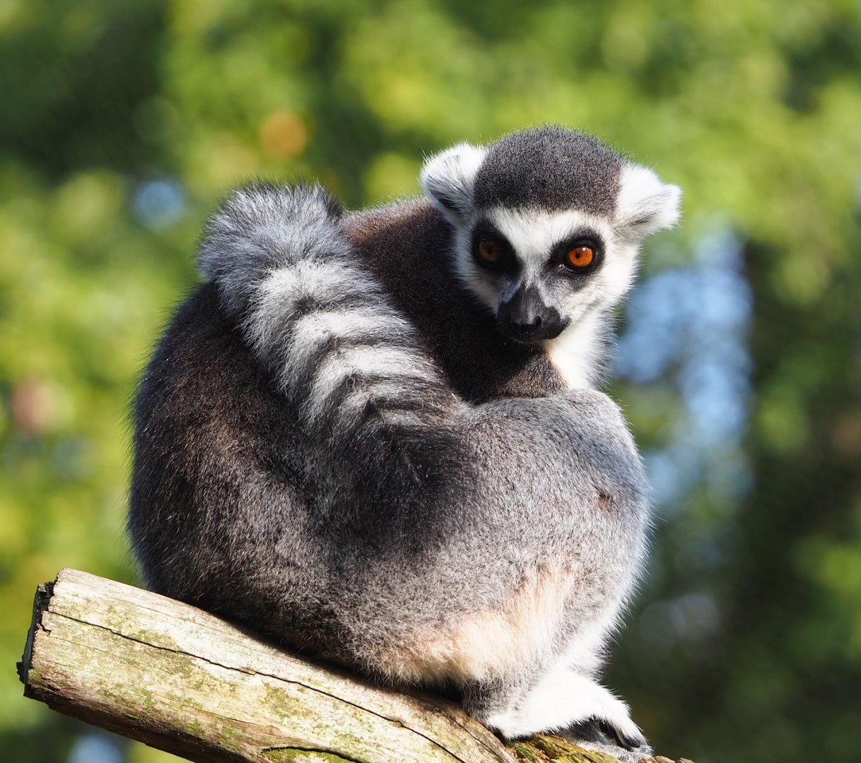 Ring-tailed lemur (Lemur catta), 2023-10-04